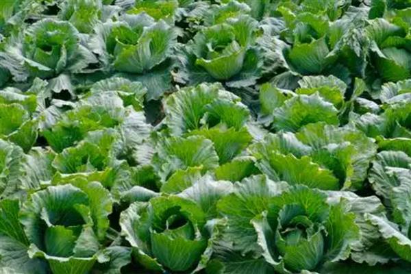 恶霉灵适用病害,可有效防治根腐病、茎基腐病等