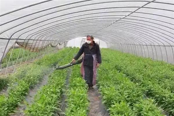 恶霉灵适用病害,可有效防治根腐病、茎基腐病等