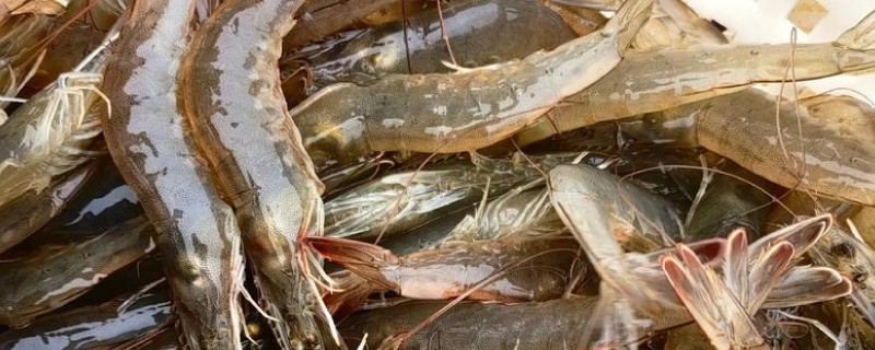 大棚养虾的方法,放苗次日开始投喂开口饲料