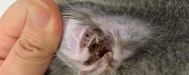 预防猫咪患中耳炎或内耳炎的方法，平时不要经常为它洗澡以防耳朵进水