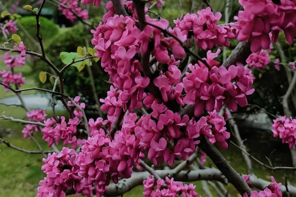 花的形状,主要有以下6种