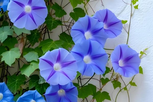 花的形状,主要有以下6种