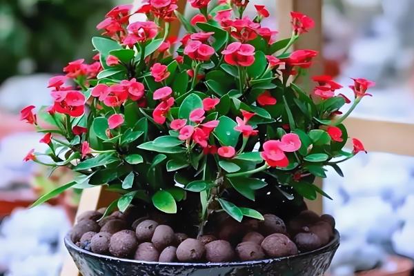 花的形状,主要有以下6种