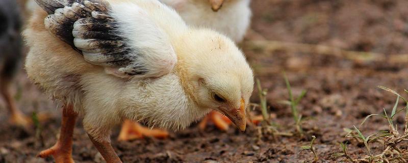 小鸡仔能吃蚯蚓吗，小鸡仔可以吃蚯蚓