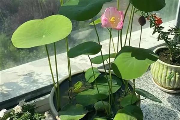 碗莲种子的水培方法,在盆底装填泥土再注水播种