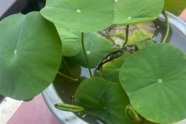 碗莲种子的水培方法,在盆底装填泥土再注水播种