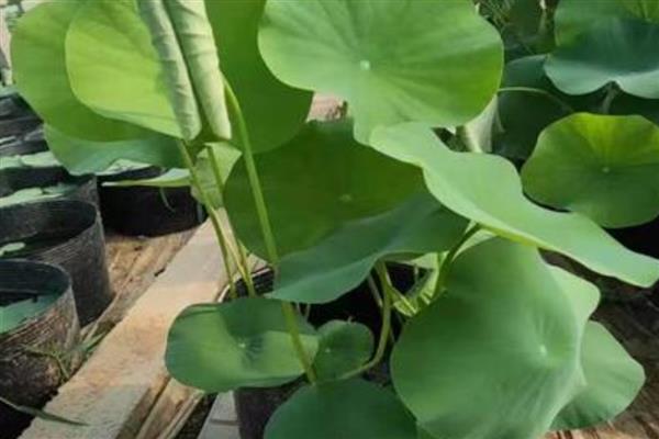 碗莲种子的水培方法,在盆底装填泥土再注水播种