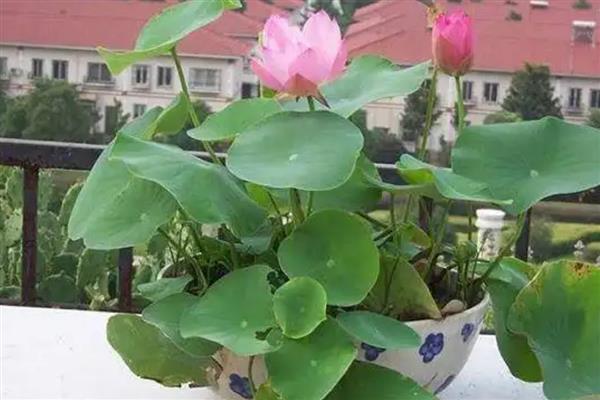 碗莲种子的水培方法,在盆底装填泥土再注水播种