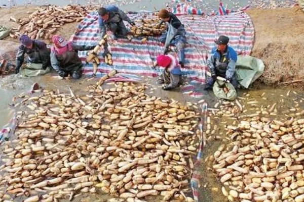 什么时候种莲藕，南方通常在2月种植