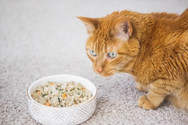 怎么正确的饲养猫咪，注意营养均衡