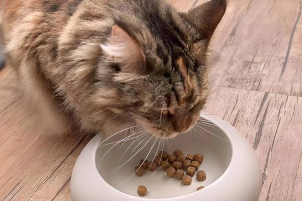 怎么正确的饲养猫咪，注意营养均衡