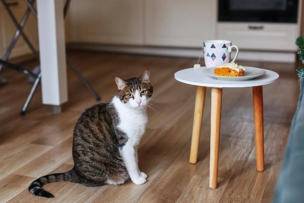 怎么正确的饲养猫咪，注意营养均衡