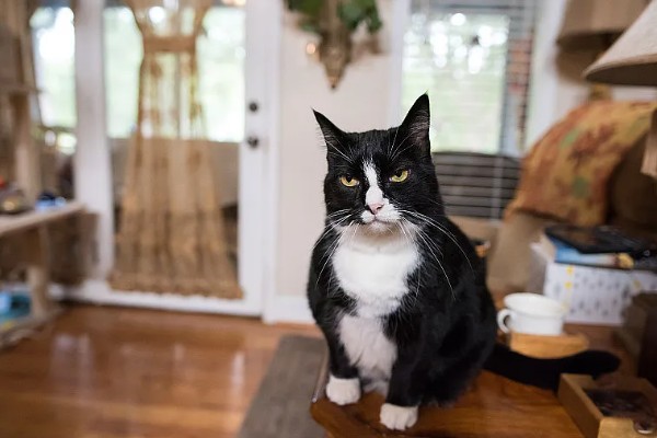 怎么正确的饲养猫咪，注意营养均衡