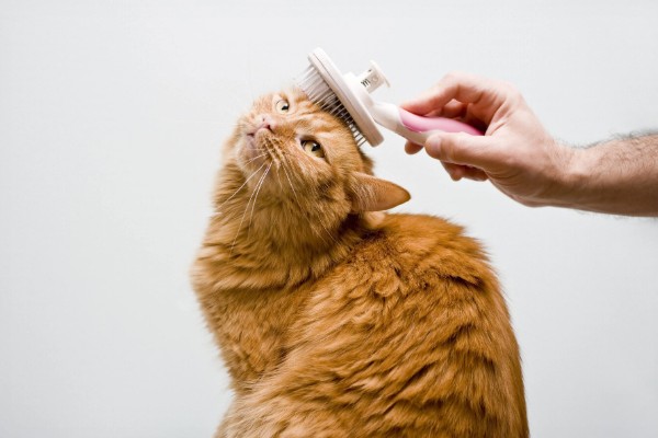 怎么正确的饲养猫咪，注意营养均衡