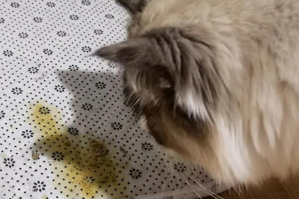 怎么正确的饲养猫咪，注意营养均衡