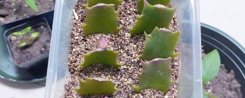 蟹爪兰的扦插方法，在春季的4-5月份进行