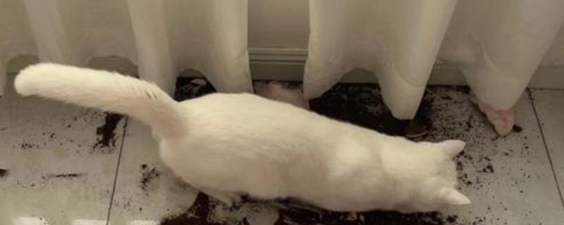 猫咪为什么会拆家，一般是心情焦虑、磨牙、无聊等因素所致