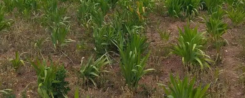 射干鲜货的亩产量，鲜根产量约为800-1200公斤/亩