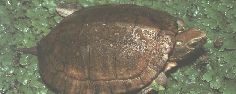 眼斑龟是保护动物吗，属于国家二级保护动物