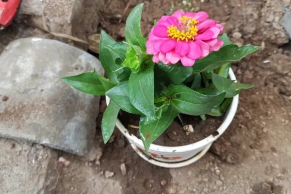 百日菊开花后如何处理，要及时进行修剪