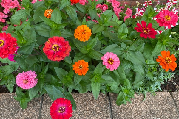 百日菊开花后如何处理，要及时进行修剪