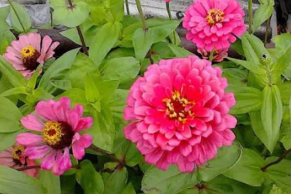 百日菊开花后如何处理，要及时进行修剪