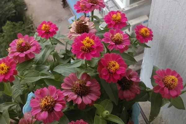 百日菊开花后如何处理，要及时进行修剪