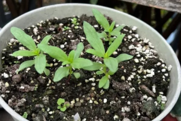 百日菊开花后如何处理，要及时进行修剪