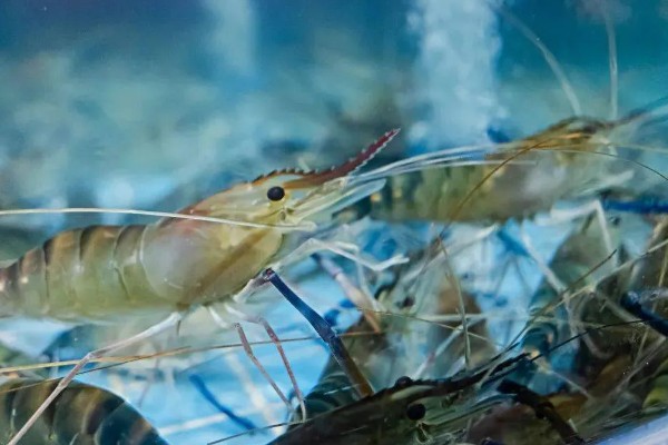 人工养殖的虾吃了有没有危害，正常食用没有危害