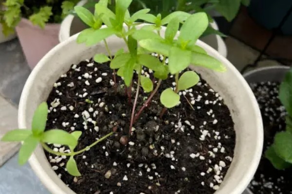 百日菊开花后如何处理，要及时进行修剪