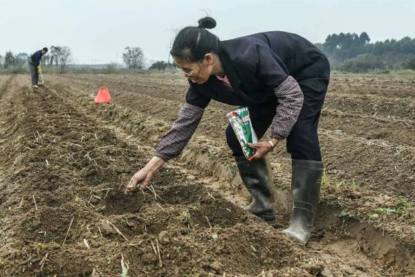 花椒种子的播种时间，秋播时间为种子采收后至土壤结冻前
