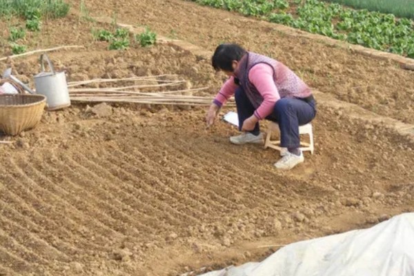 花椒种子的播种时间，秋播时间为种子采收后至土壤结冻前
