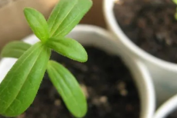 百日菊开花后如何处理，要及时进行修剪