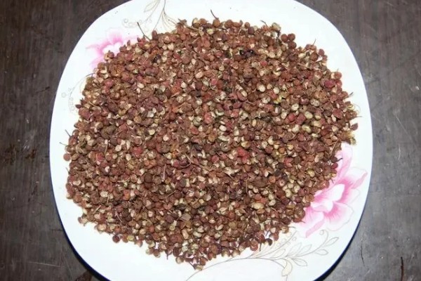 花椒种子的播种时间，秋播时间为种子采收后至土壤结冻前