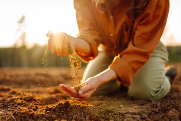花椒种子的播种时间，秋播时间为种子采收后至土壤结冻前