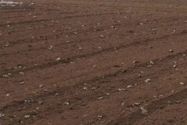 花椒种子的播种时间，秋播时间为种子采收后至土壤结冻前