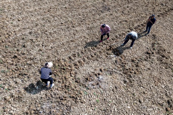 花椒种子的播种时间，秋播时间为种子采收后至土壤结冻前
