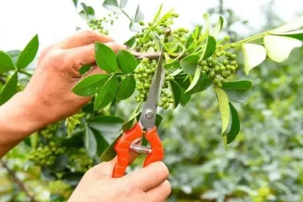 花椒种子的播种时间，秋播时间为种子采收后至土壤结冻前