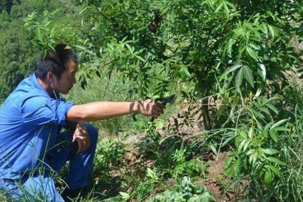 花椒种子的播种时间，秋播时间为种子采收后至土壤结冻前