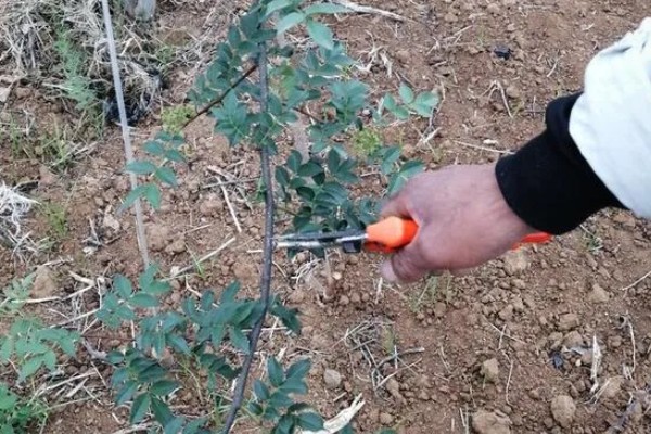 花椒种子的播种时间，秋播时间为种子采收后至土壤结冻前