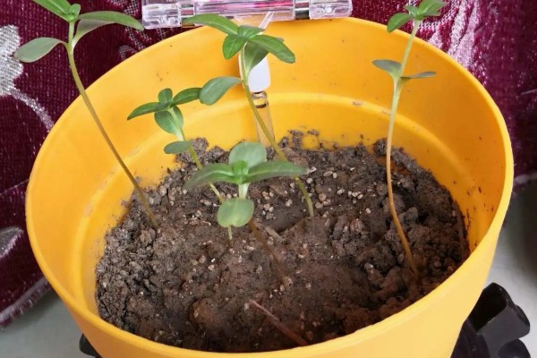 百日菊开花后如何处理，要及时进行修剪