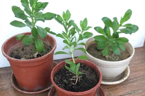 百日菊开花后如何处理，要及时进行修剪