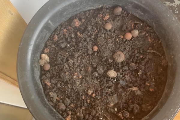 藏红花盆栽养殖方法，要定期浇水保持土壤湿润