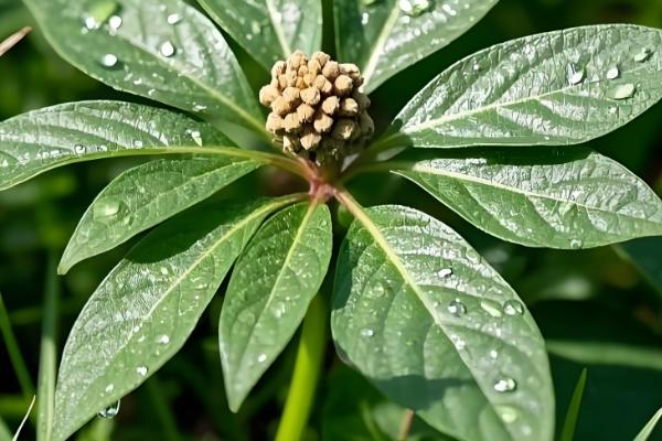 什么是三七,高可达60厘米