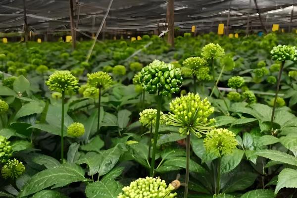 什么是三七,高可达60厘米