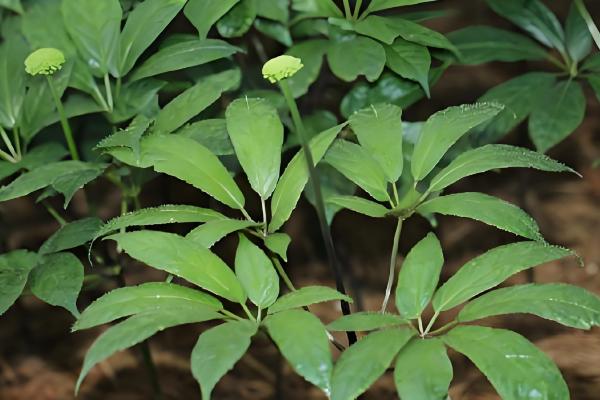 什么是三七,高可达60厘米