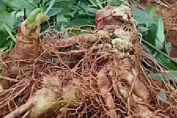 什么是三七,高可达60厘米