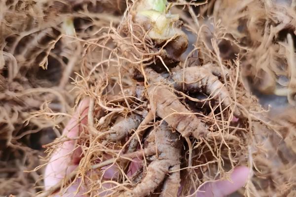 什么是三七,高可达60厘米