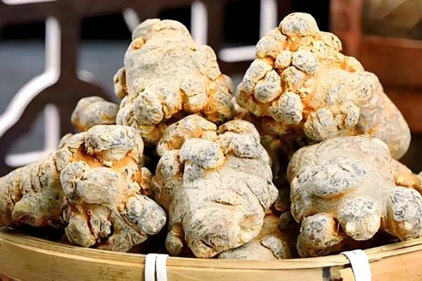 什么是三七,高可达60厘米