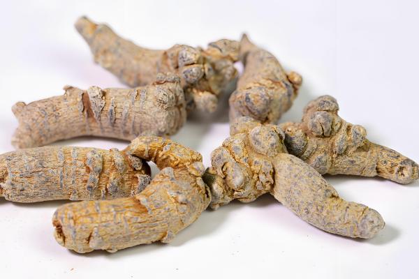 什么是三七,高可达60厘米